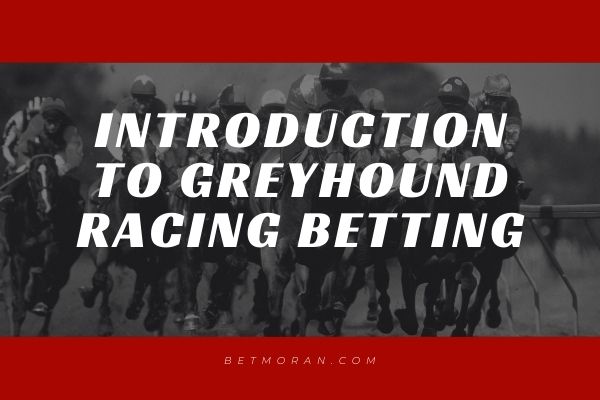 Introduction to greyhound betting